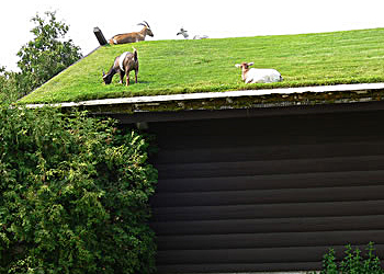groene dak met geiten